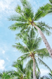 Healthy coconut palms standing tall against a clear blue sky.