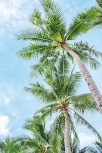 Healthy coconut palms standing tall against a clear blue sky.