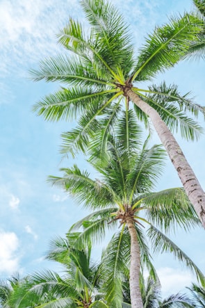 Healthy arecanut palms reaching skyward under a clear blue sky.