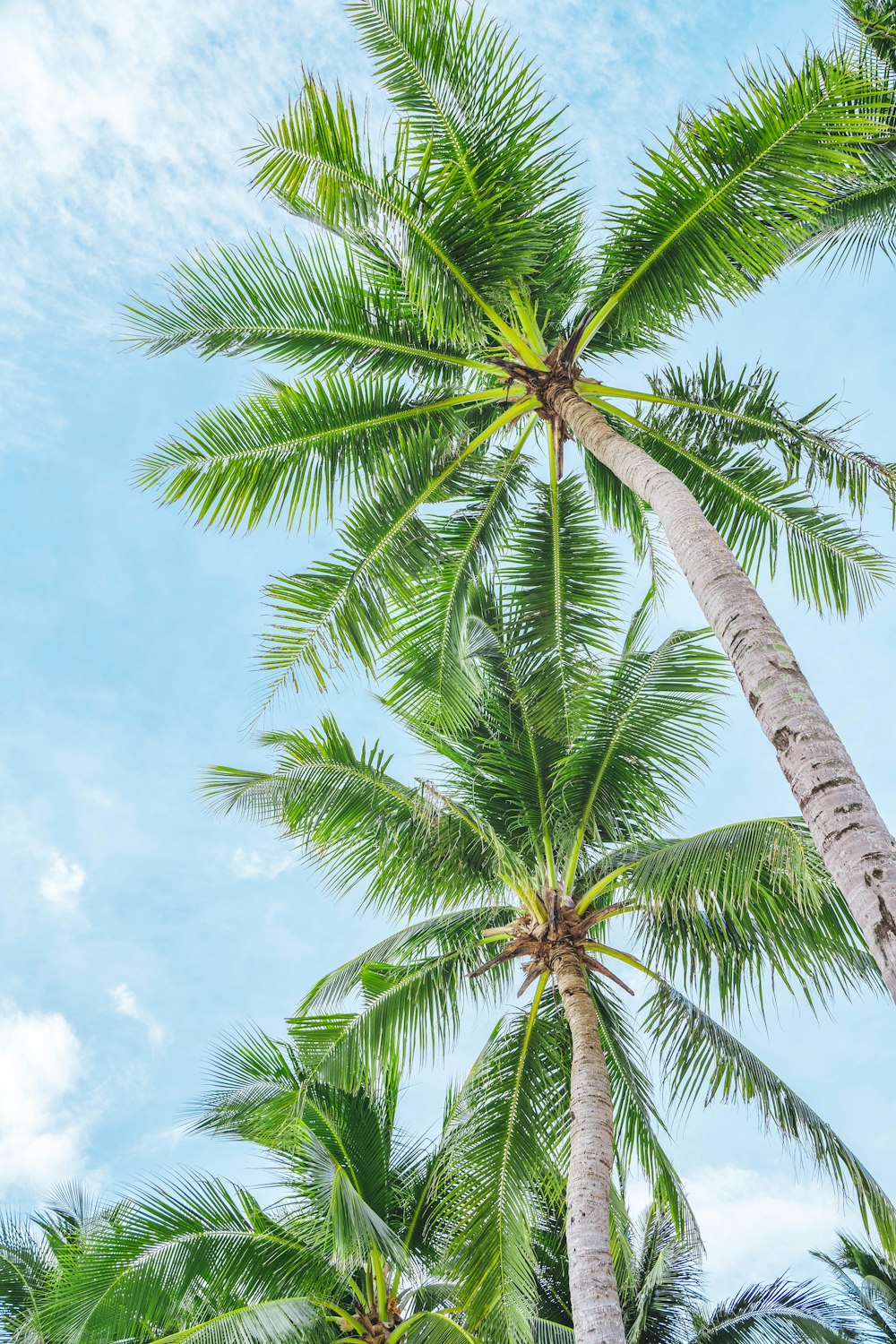 a palm tree with a blue sky in the background