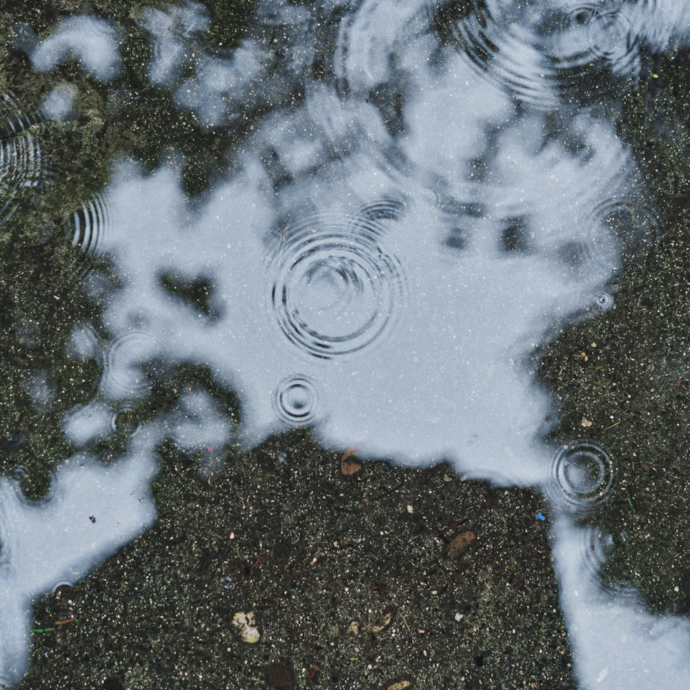 a puddle of water with trees in the background