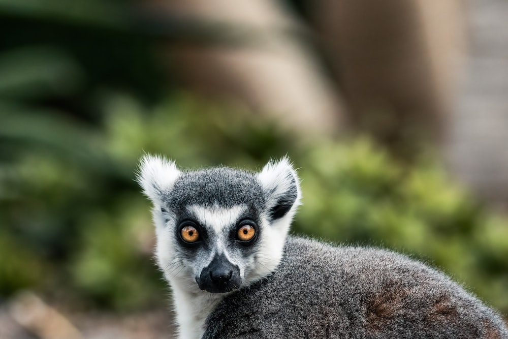 a close up of a small animal with a blurry background