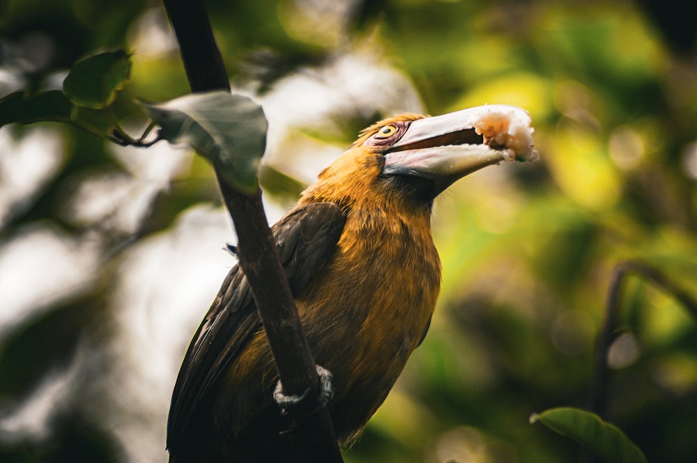 a close up of a bird on a tree branch