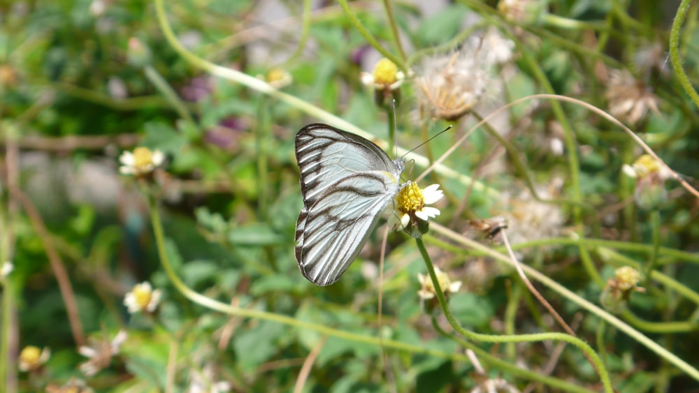 a butterfly sitting on a flower in a field