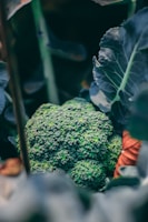 A close-up of broccoli growing among large, dark green leaves, with a focus on the detailed texture of the broccoli florets.