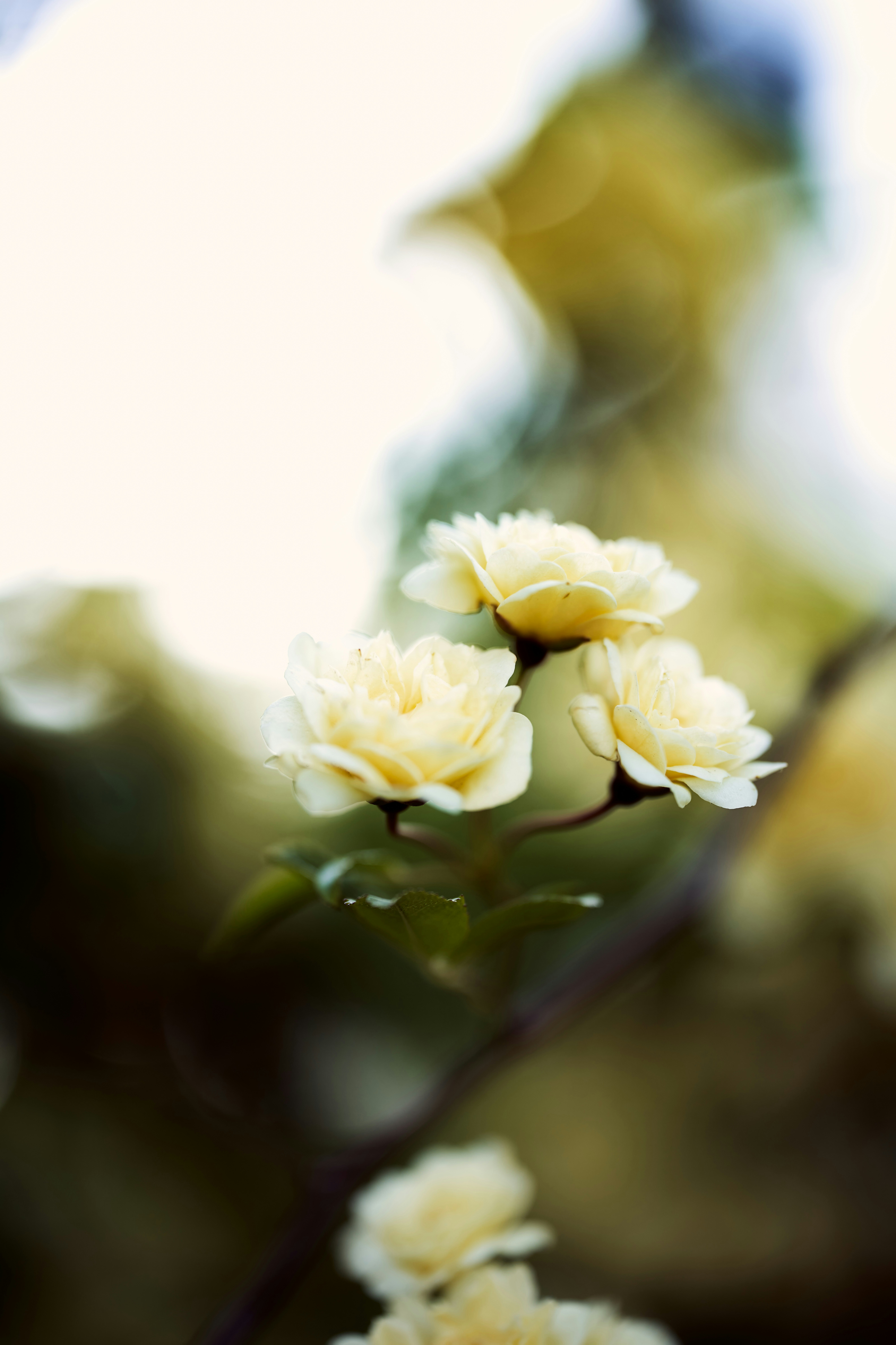 Photo by arianmontazeri