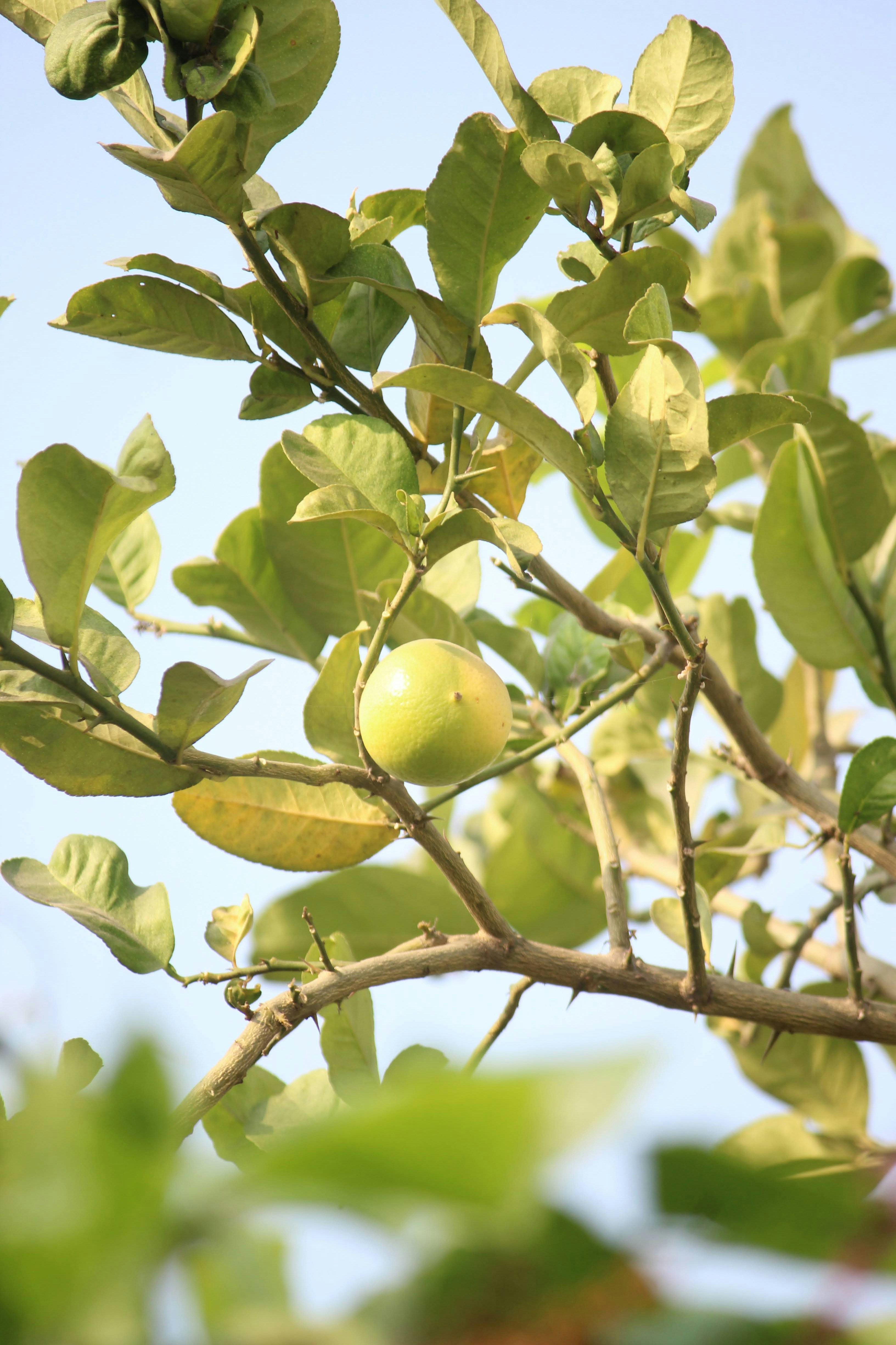 Photo by shadinnature