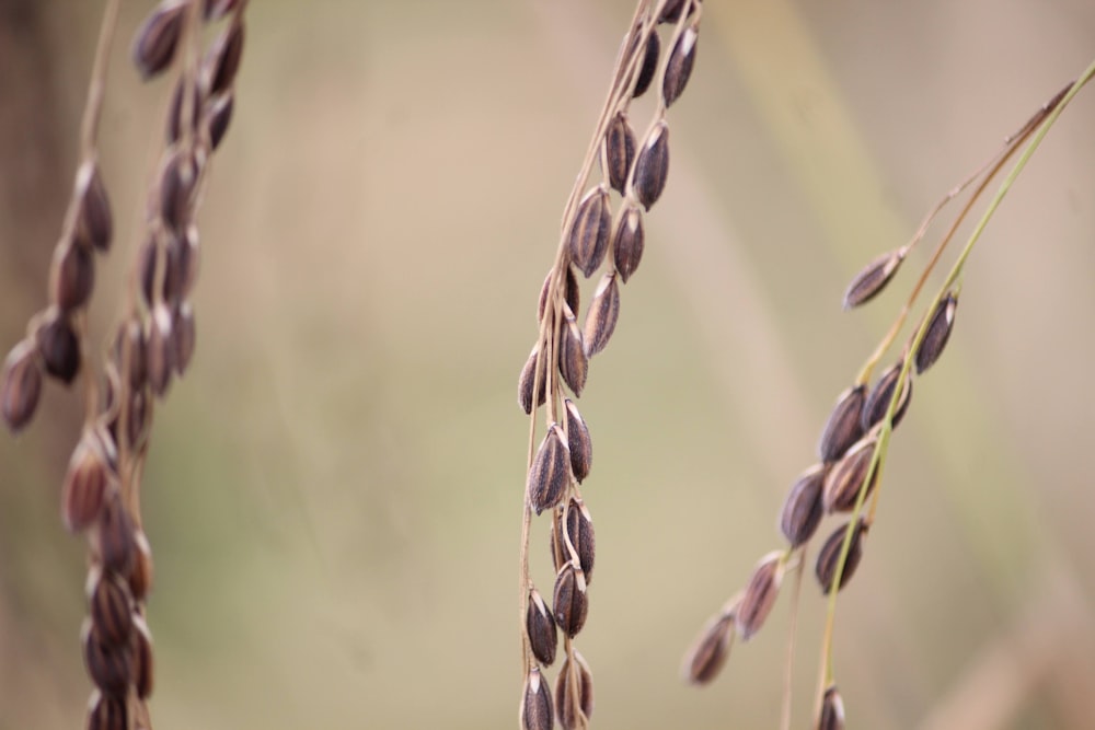 a close up of a plant with lots of seeds