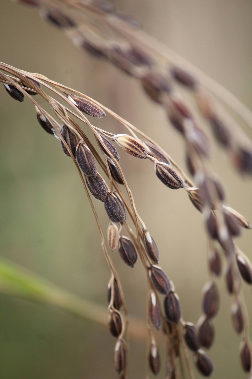 a close up of a plant with lots of seeds