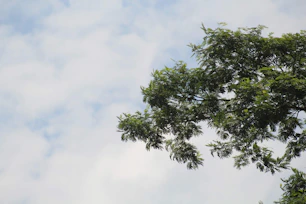a bird flying through a cloudy blue sky