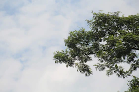 a bird flying through a cloudy blue sky