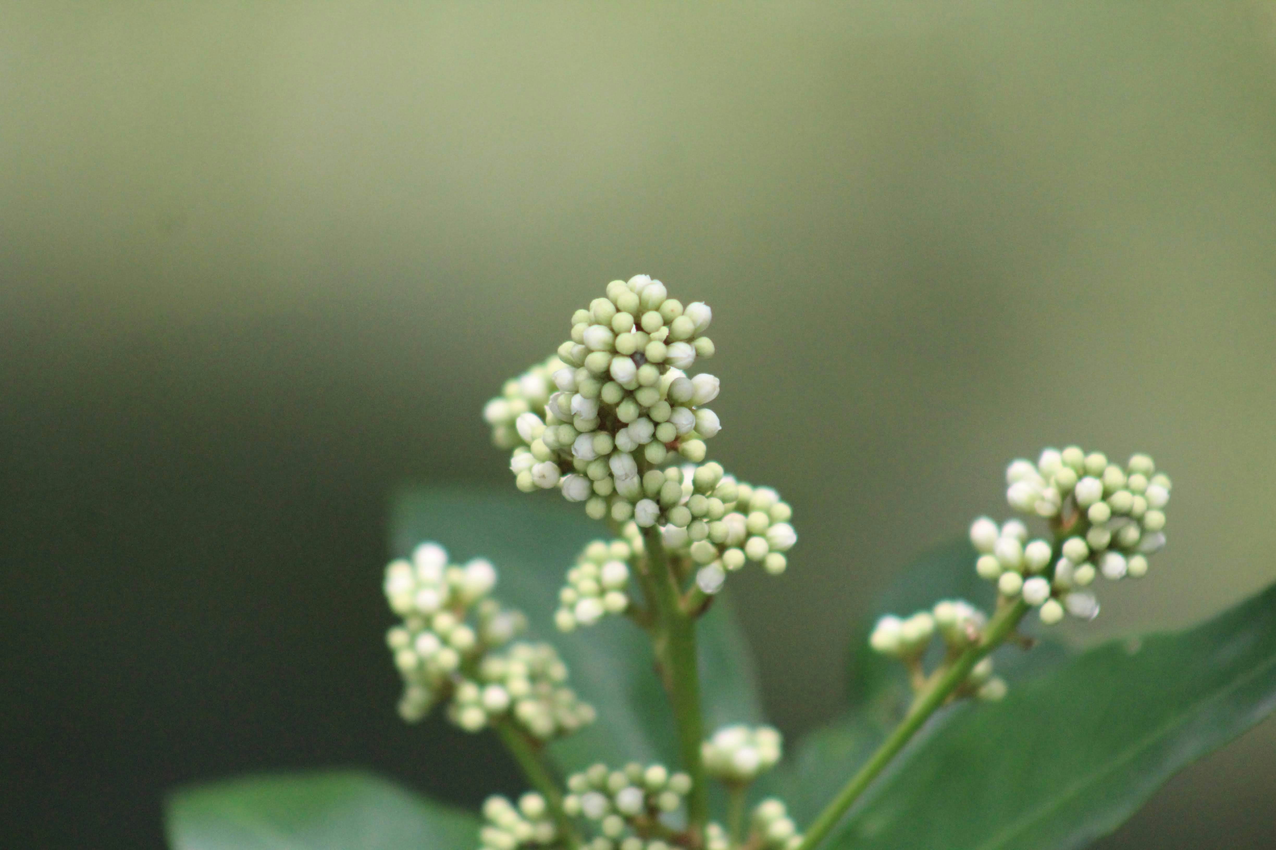 Photo by shadinnature