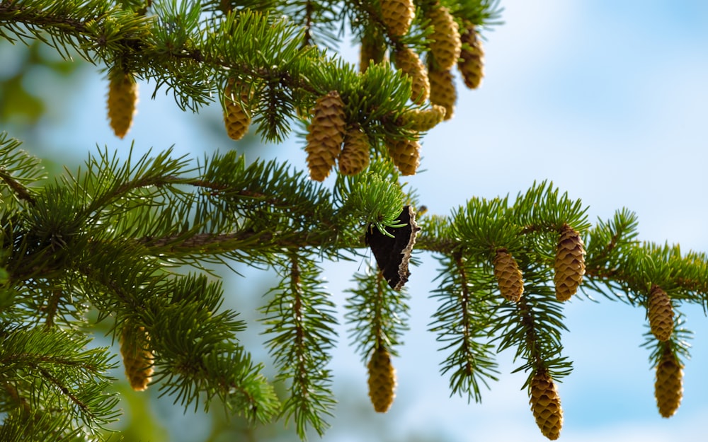 a bird is perched on a branch of a pine tree