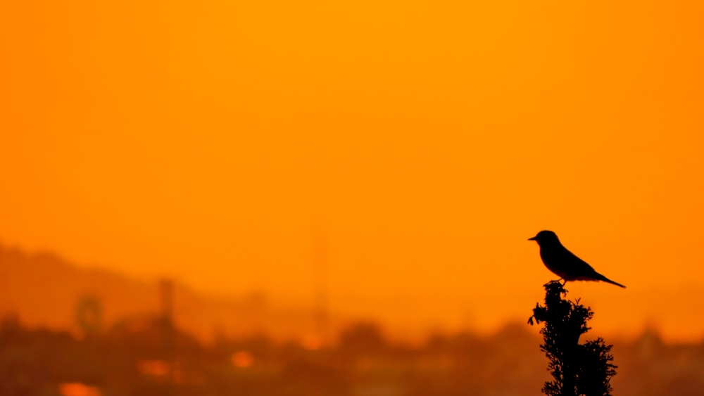 a bird is sitting on top of a tree