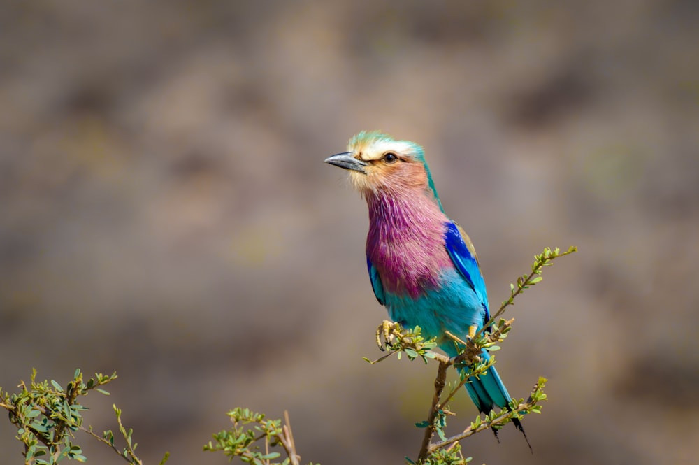 a colorful bird sitting on top of a tree branch