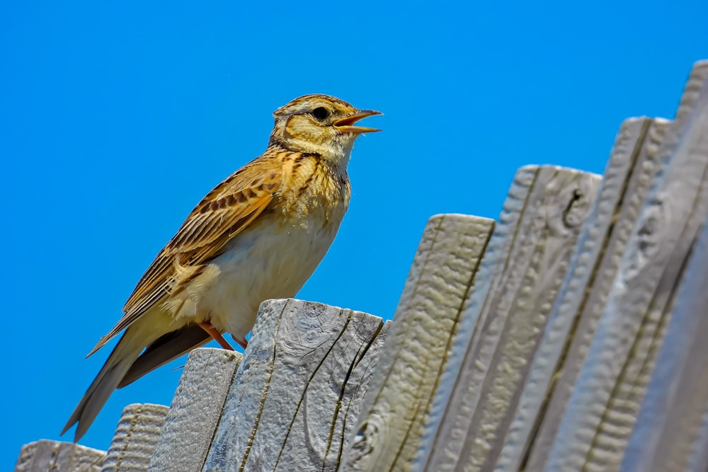 a bird sitting on top of a wooden fence