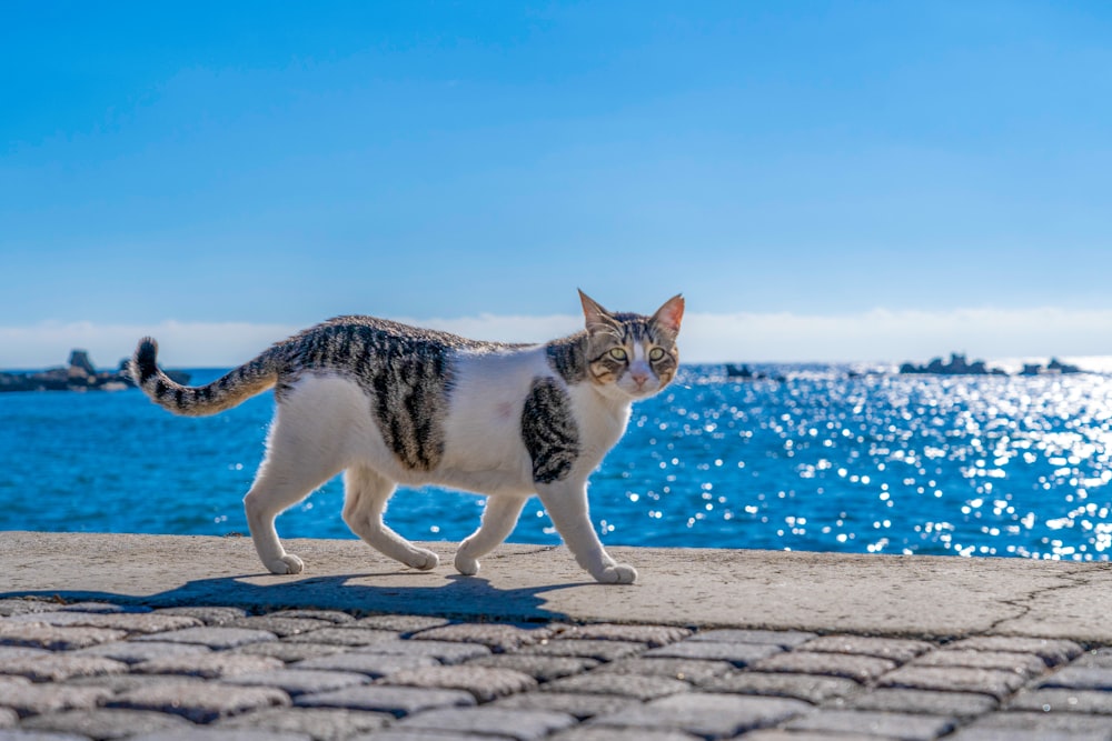 a cat walking on a brick walkway near the water