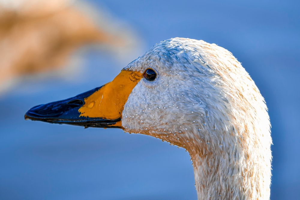 a close up of a duck's head with water in the background