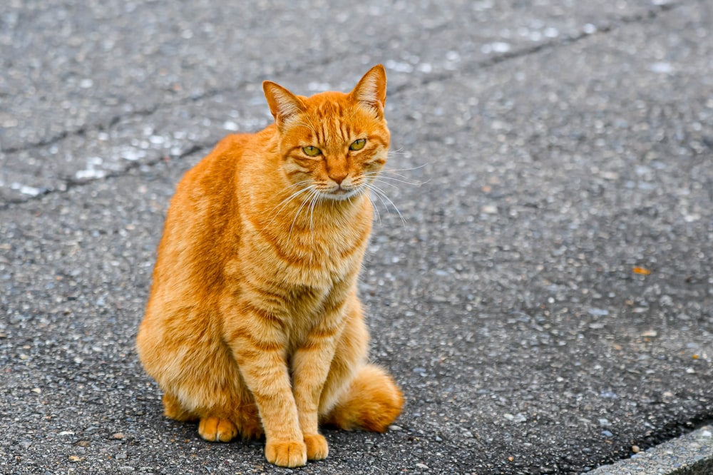 an orange tabby cat sitting on the pavement