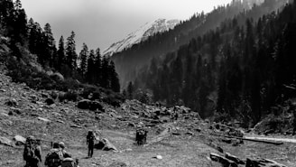 A group of hikers traversing a rocky path in a mountainous landscape with dense trees on either side. Snow-capped peaks are visible in the background beneath a clear sky.
