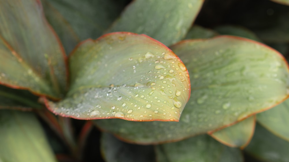 un primer plano de una planta con gotas de agua