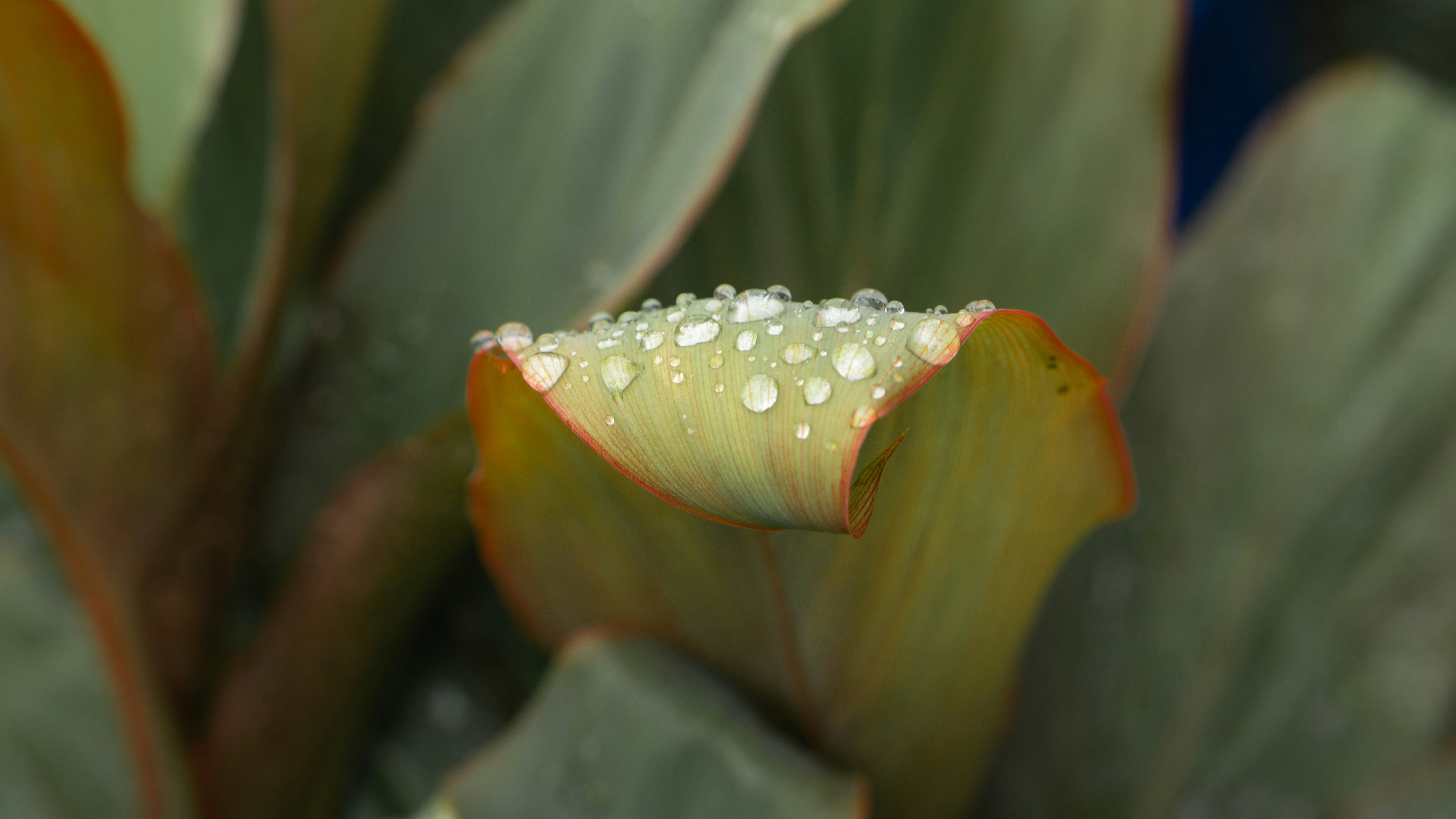 Кордиліна — Cordyline fruticosa