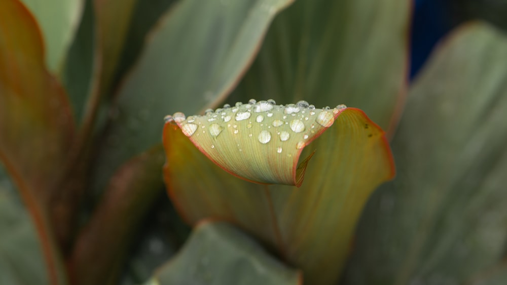 Un primer plano de una flor con gotas de agua