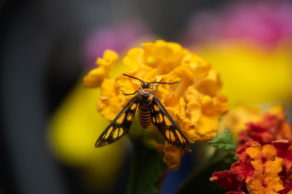 Un primer plano de una abeja en una flor