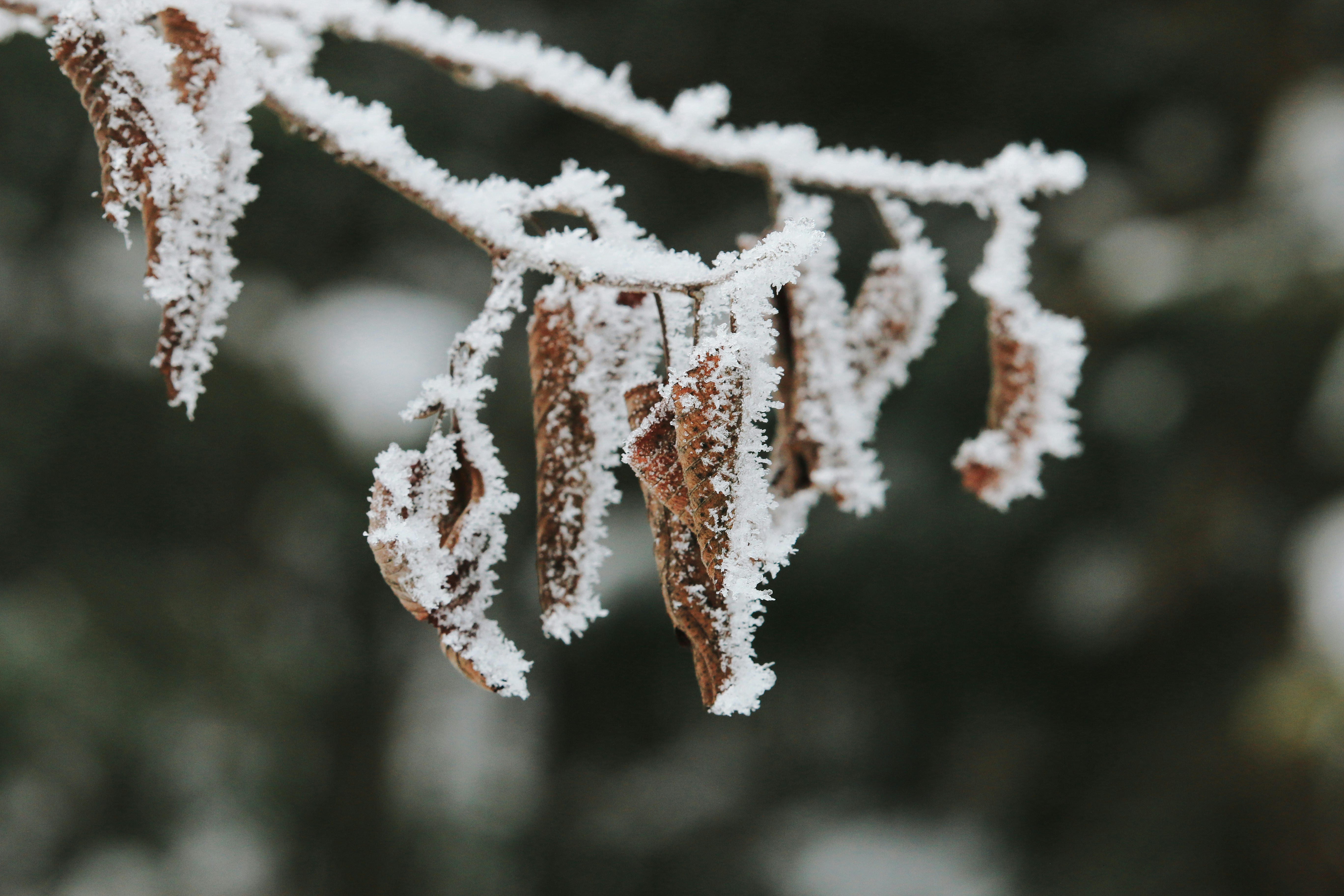 笔墨消寒——古人的冬日浪漫倒计时