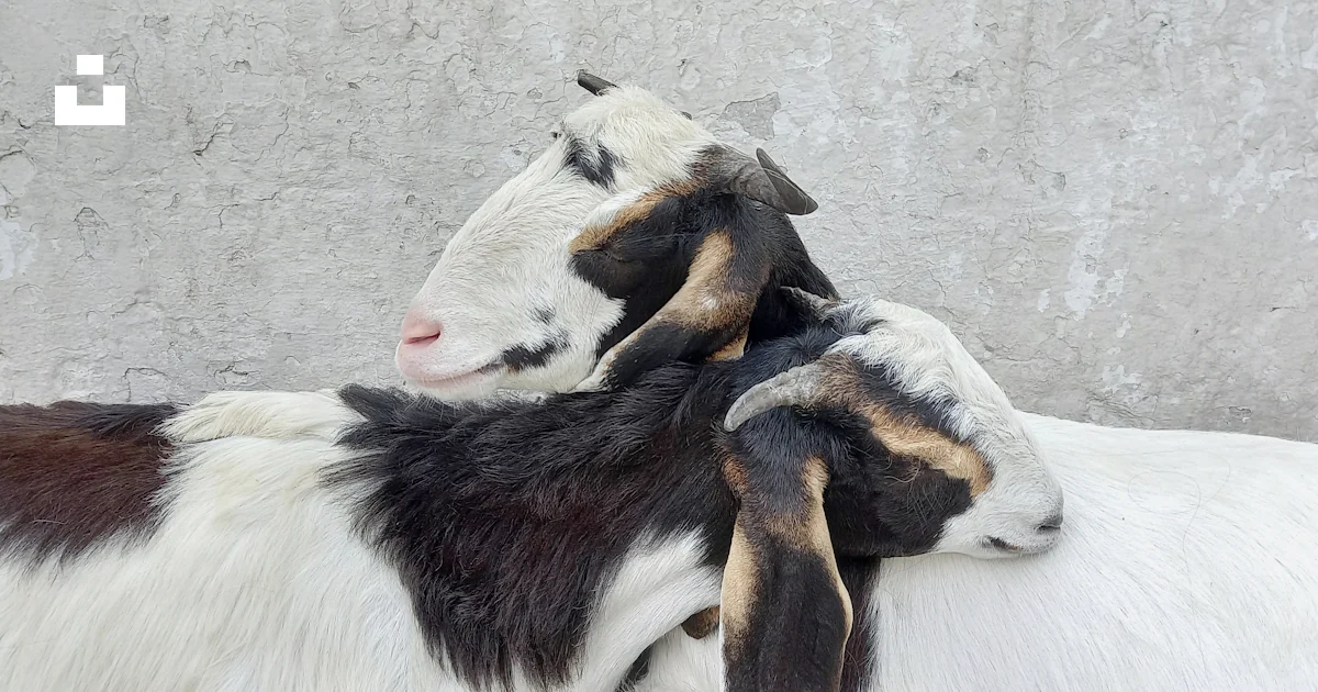 A couple of goats standing next to each other photo – Free Livestock ...