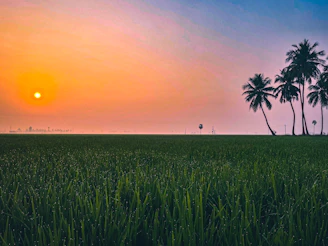 A vibrant palm oil plantation at sunrise with workers tending to the crops.