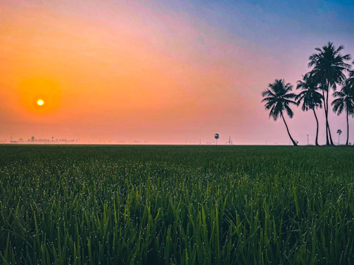 A vibrant palm oil plantation at sunrise with workers tending to the crops.
