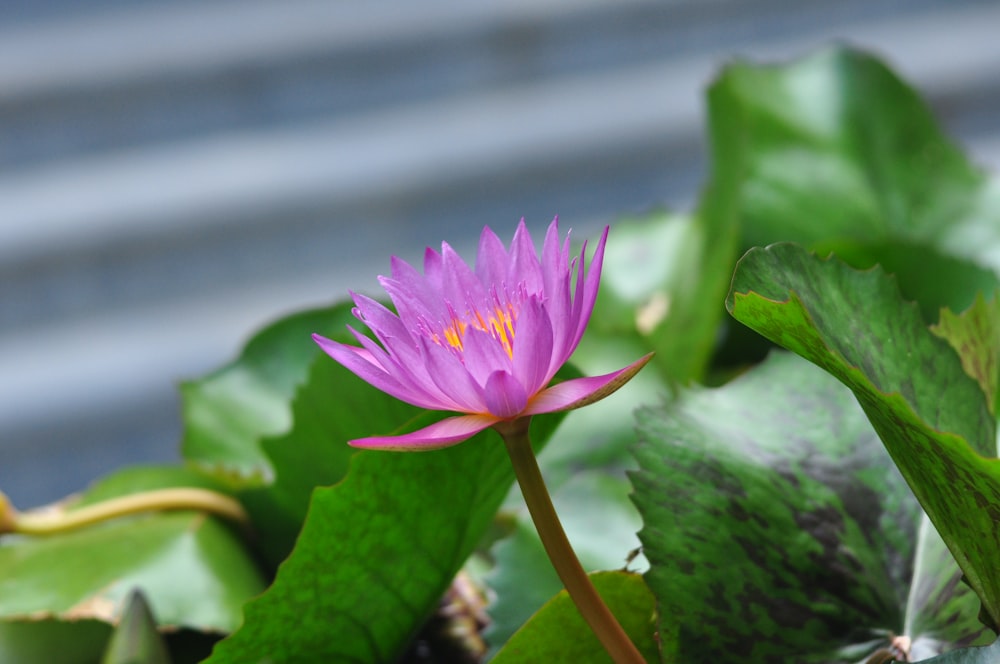 a purple flower is blooming in a pond