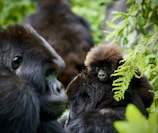 A tender moment between a baby gorilla and an adult, surrounded by lush green foliage. The baby gorilla peers towards the camera while resting on the adult's back, conveying a sense of closeness and protection.