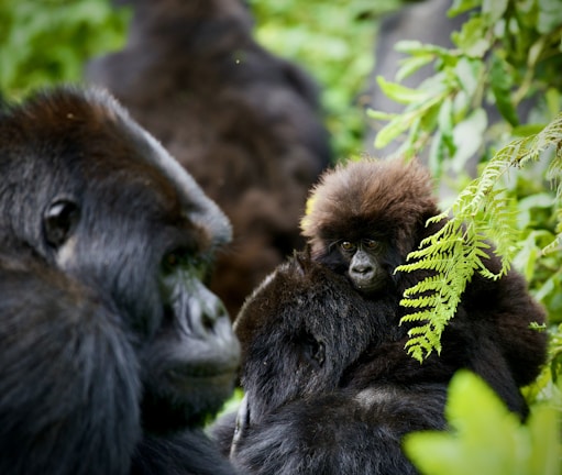 A tender moment between a baby gorilla and an adult, surrounded by lush green foliage. The baby gorilla peers towards the camera while resting on the adult's back, conveying a sense of closeness and protection.