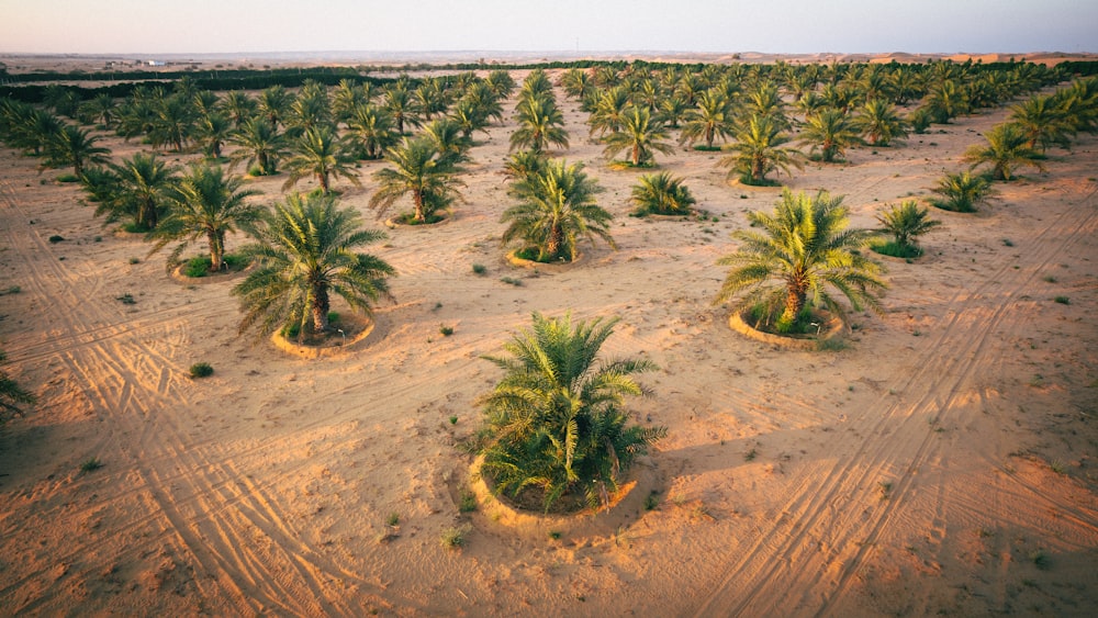 a palm tree plantation in the middle of the desert
