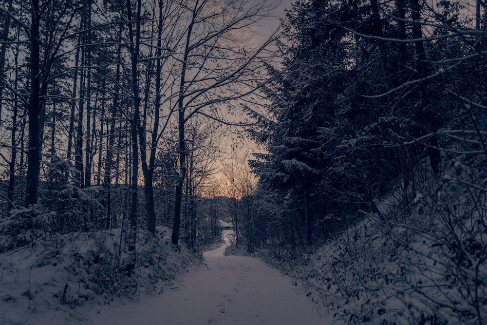 a snowy path in a wooded area with trees