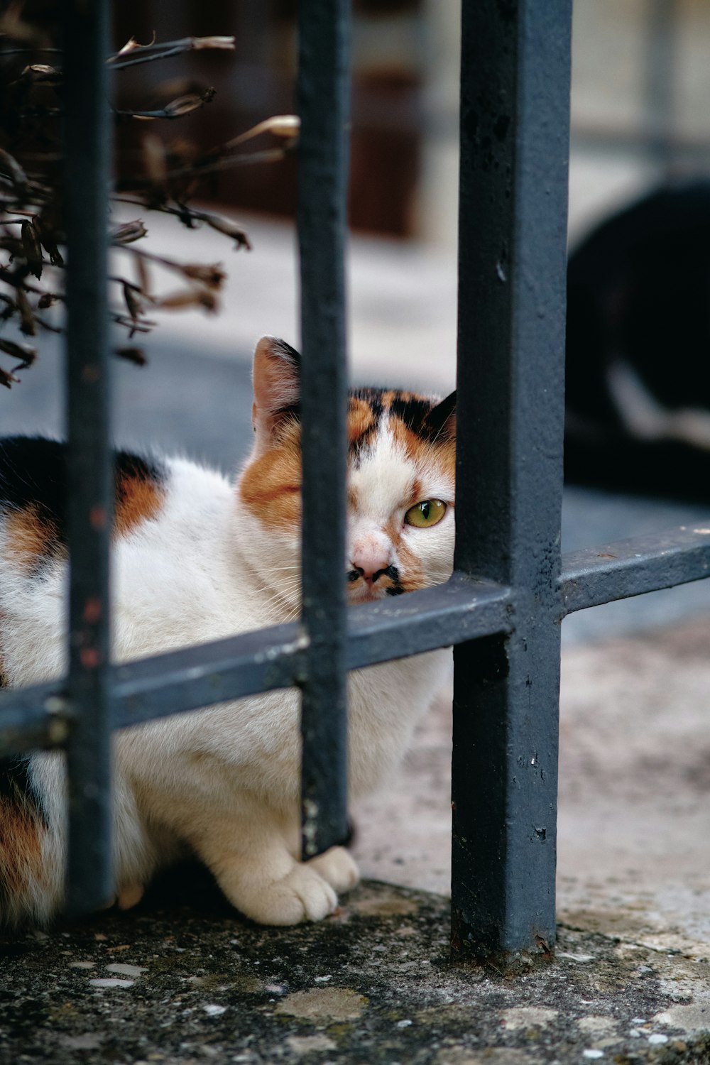 a calico cat sitting behind a metal fence