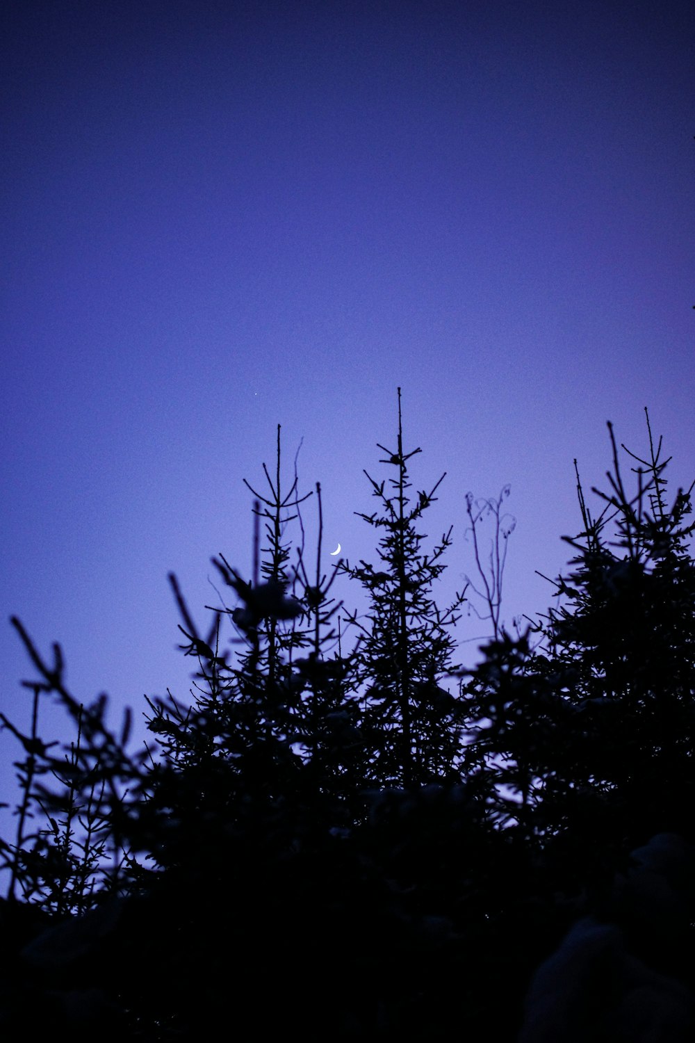 Eine Gruppe von Bäumen, die im Dunkeln stehen