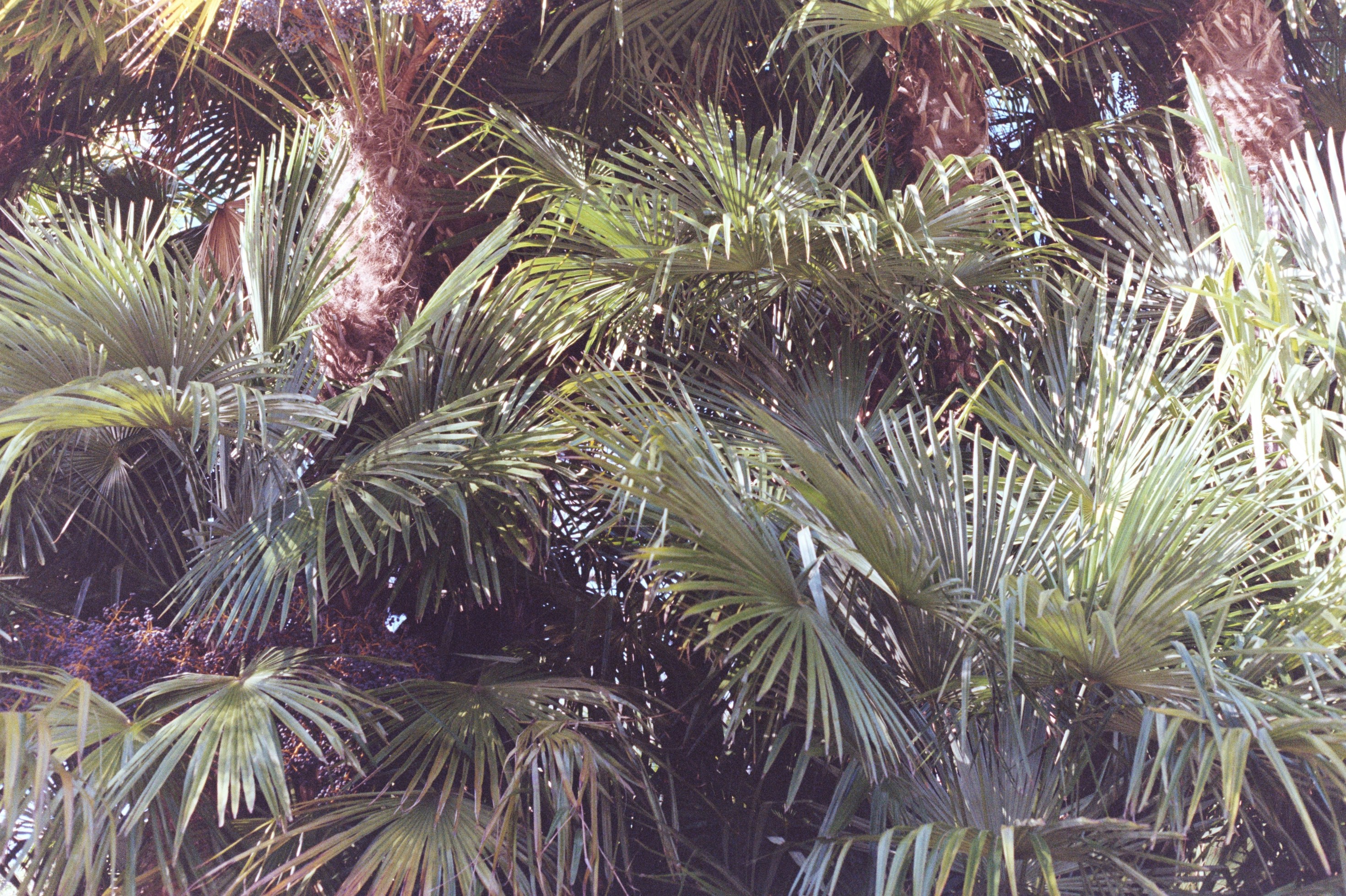 Photo by laurenceziegler