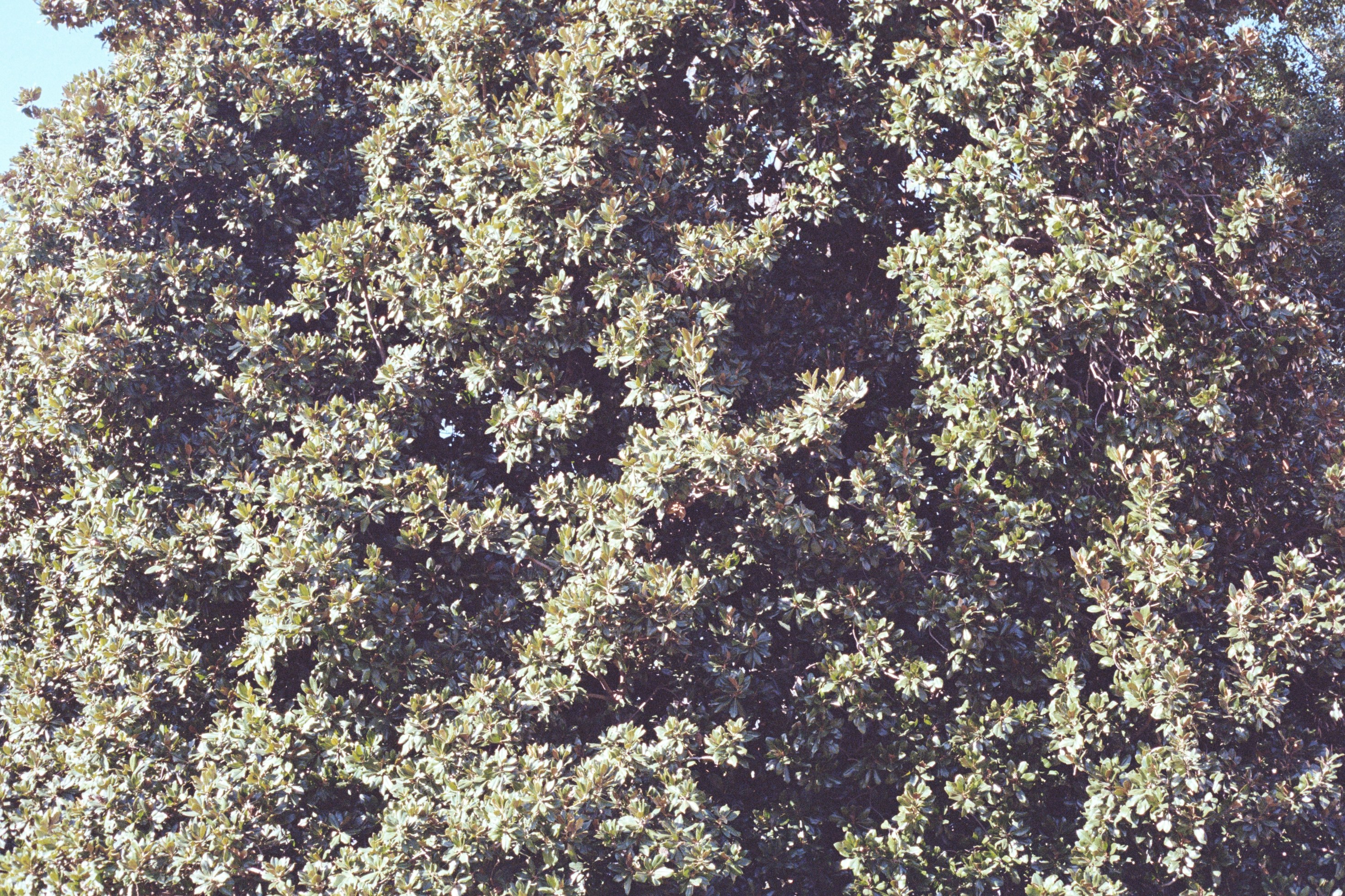 Photo by laurenceziegler