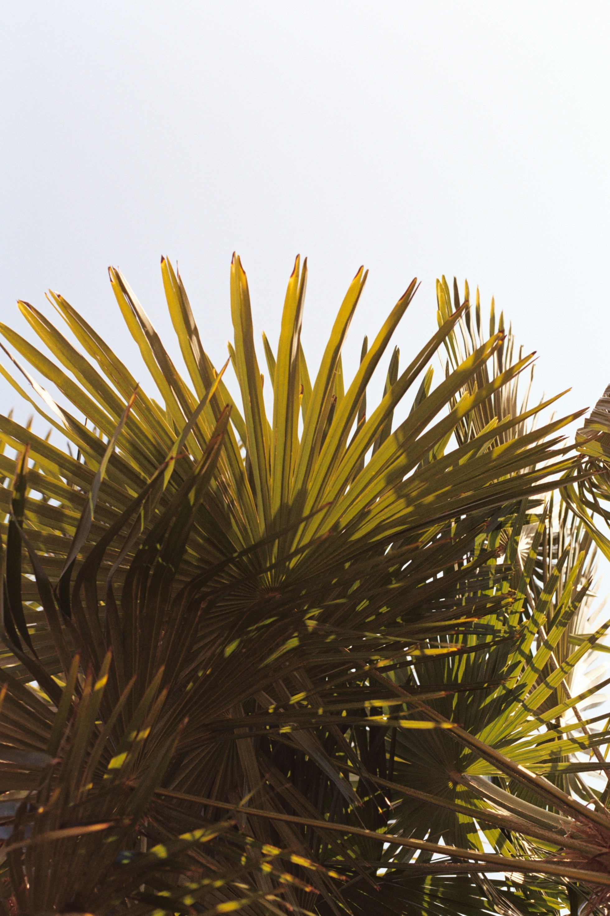 Photo by laurenceziegler