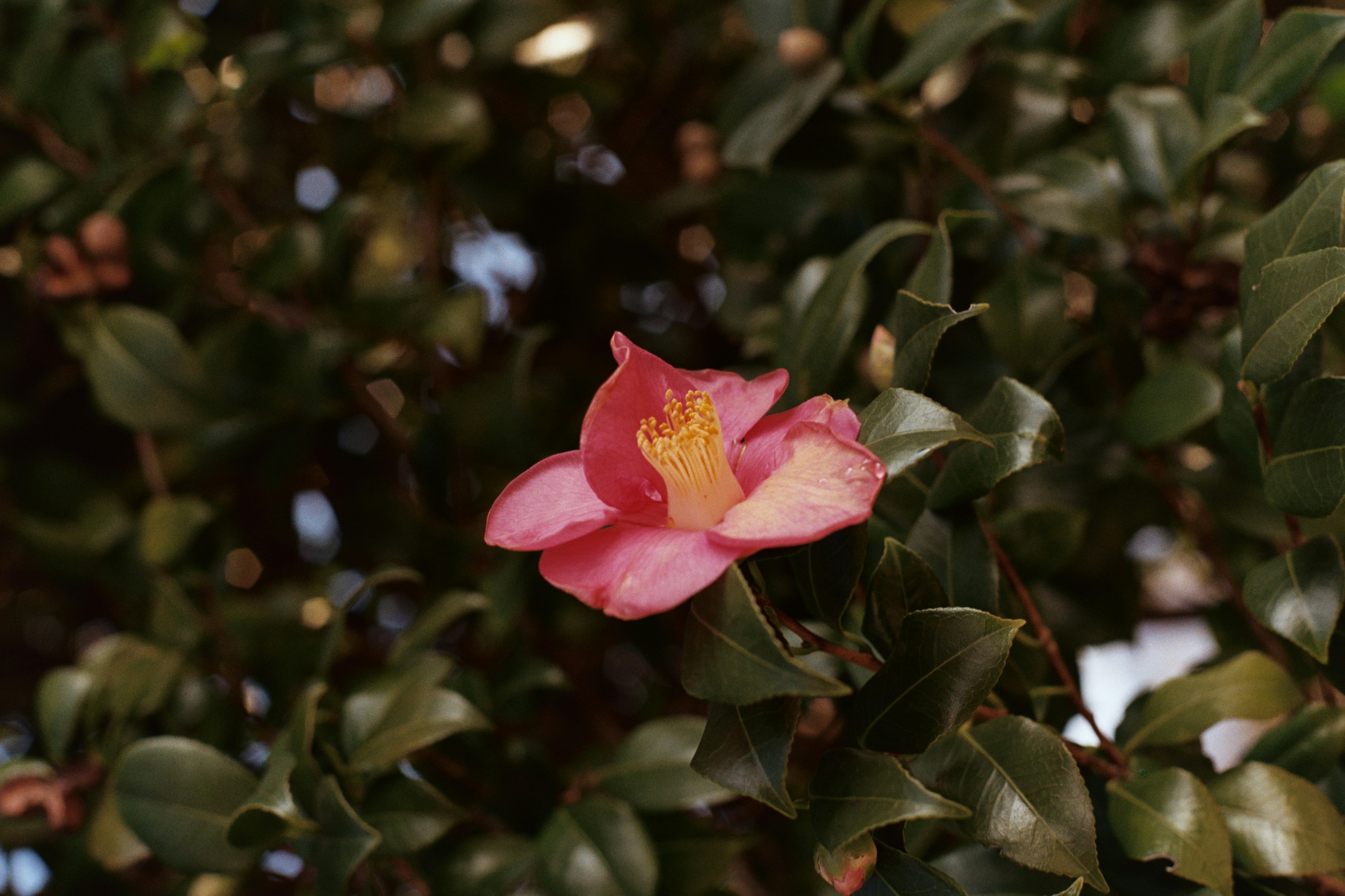 Photo by laurenceziegler