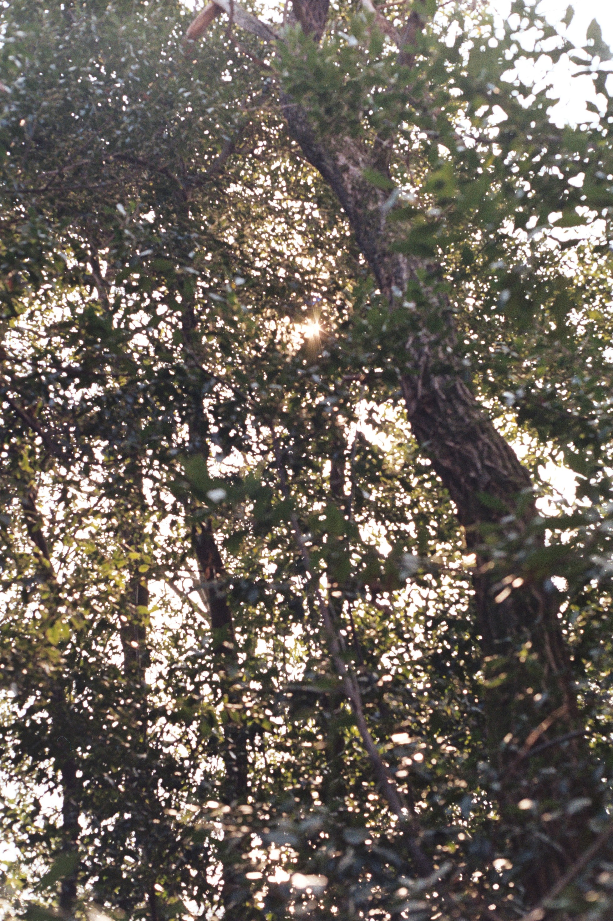 Photo by laurenceziegler