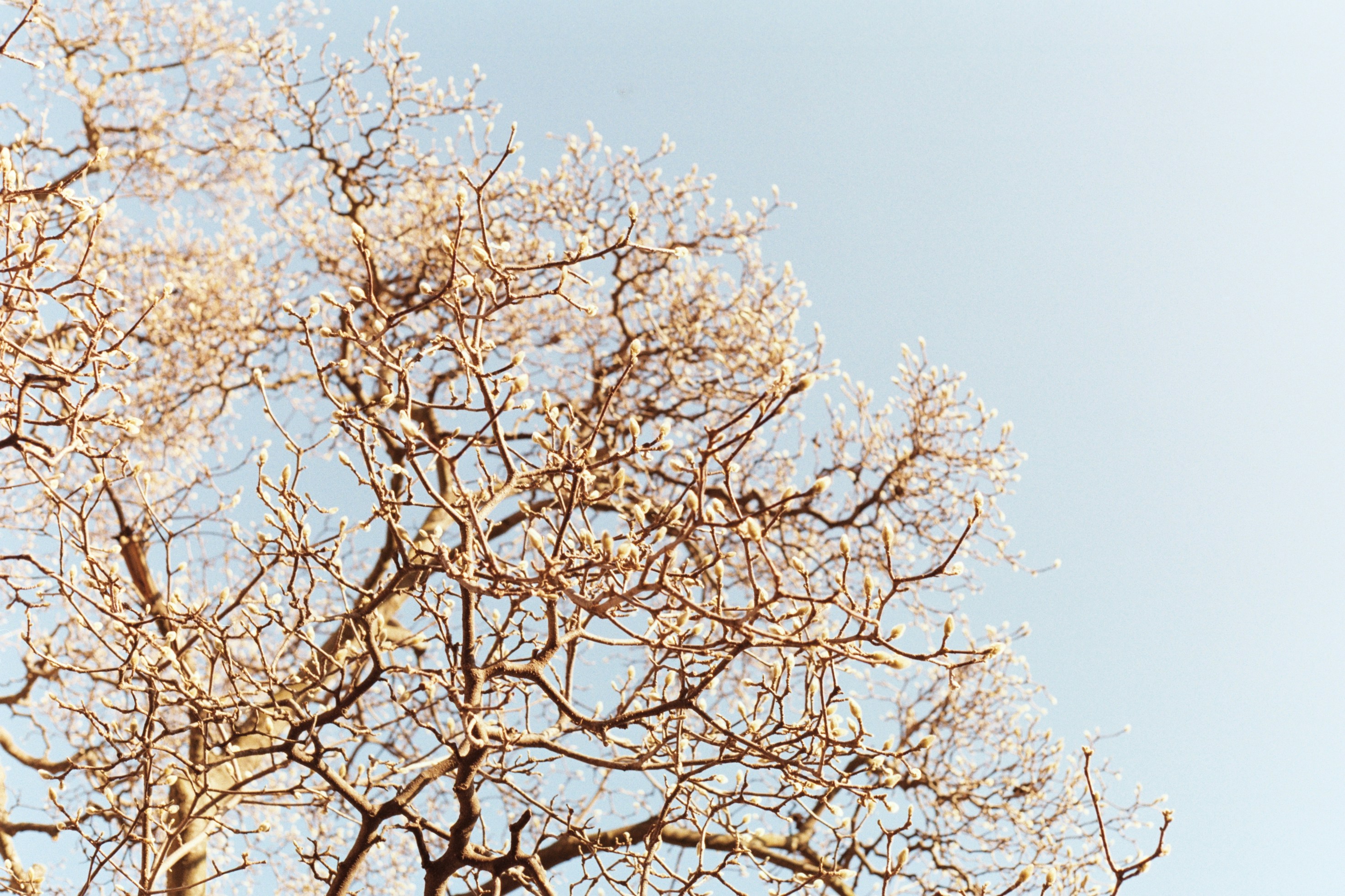 Photo by laurenceziegler