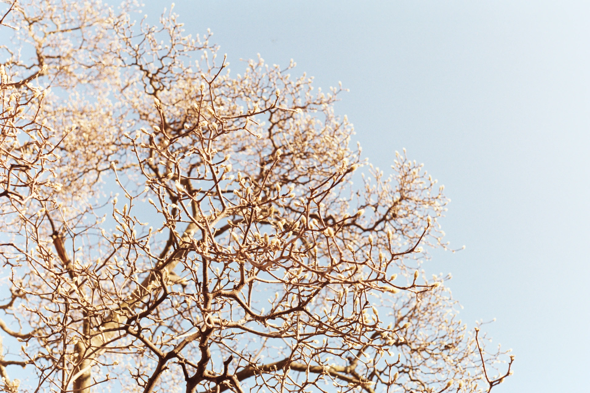 a tree with no leaves and a blue sky in the background