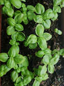 Rows of fresh green basil plants growing in rich soil.