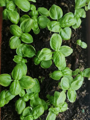 Rows of fresh green basil plants growing in rich soil.