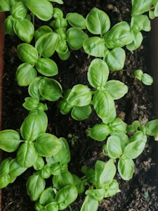 Basil Greens