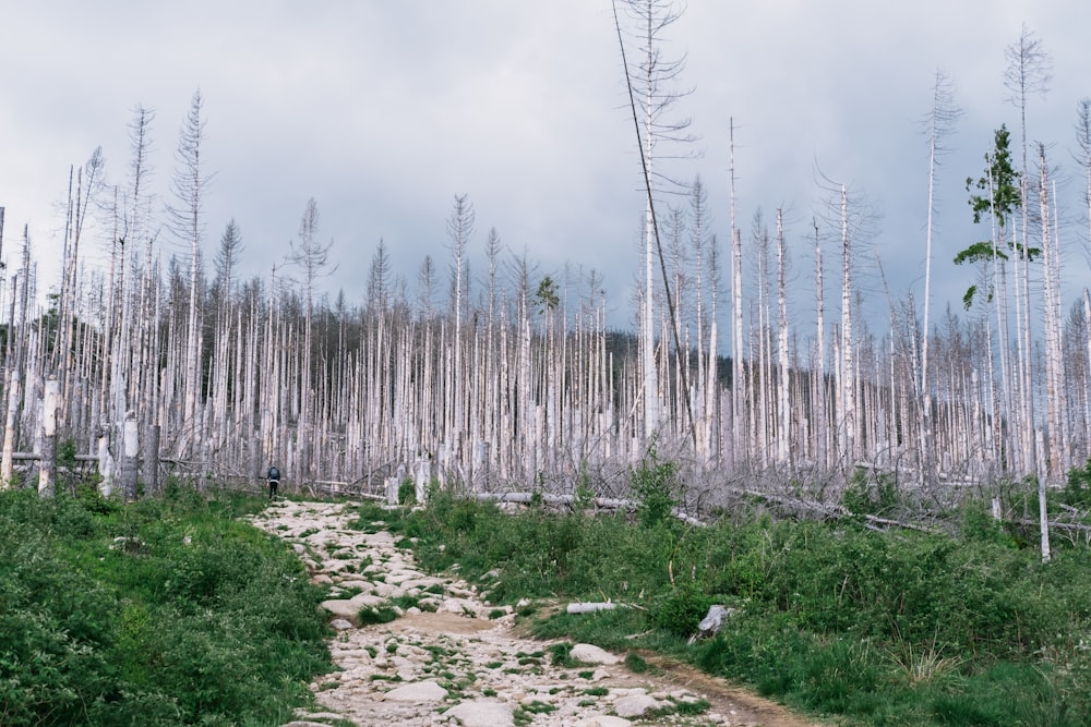 Ein Weg durch einen Wald mit vielen toten Bäumen